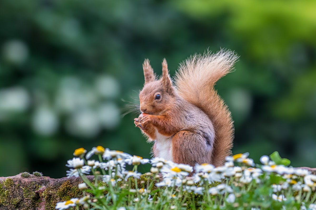 Red squirrel in the garden today #Cumbria