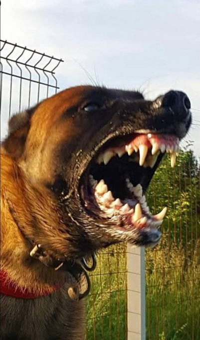 Bunlar mı patili dost?
Bunlar mı dilsiz kul?

Sokakta YIRTICI başıboş köpek olmaz!!!
Sahiplenilmeyen TÜM başıboş köpekler uyutulmalıdır!

@RTErdogan @TBMMresmi @TC_icisleri @AliYerlikaya #KöpekTerörü @KopekSorunu #kuduz