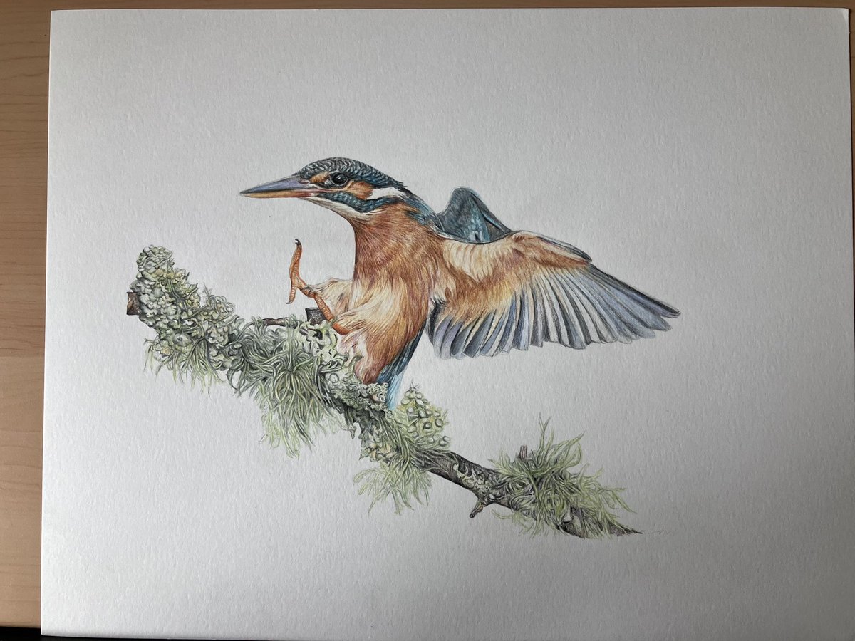 Another kingfisher emerging. Still a fair bit more to do though yet. #art #drawing #kingfisher #bird
