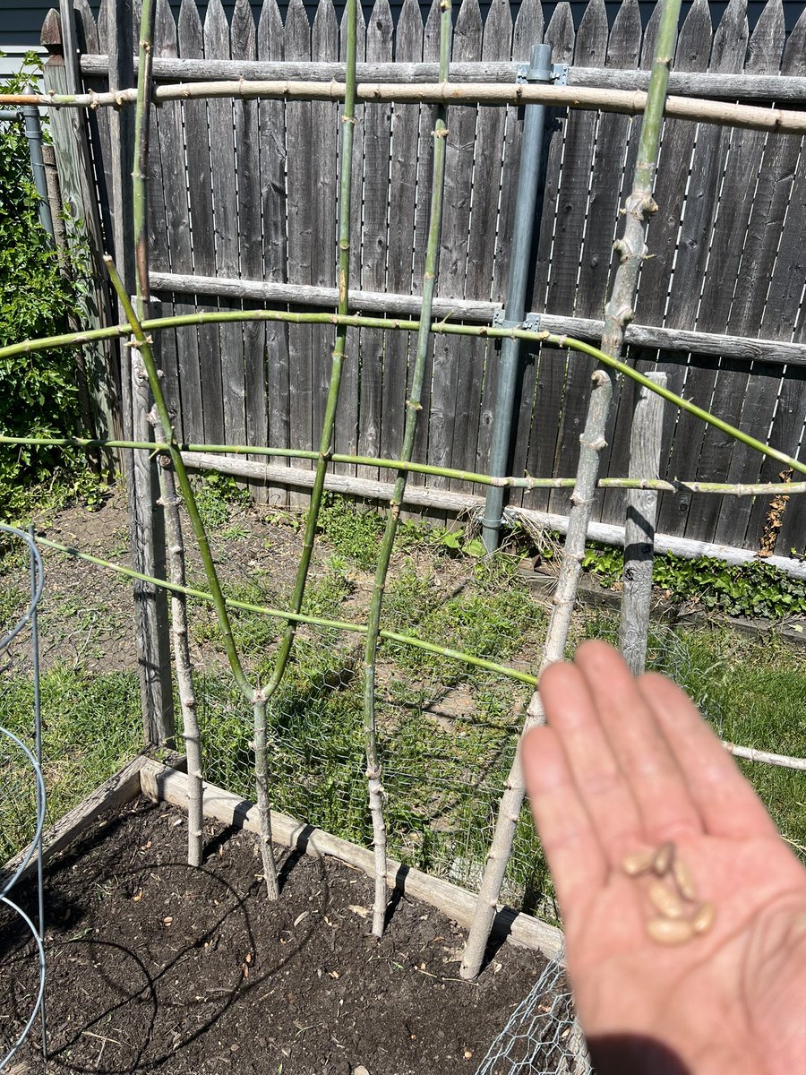 murphybeans's tweet image. Username checks out.
Really about these beans.