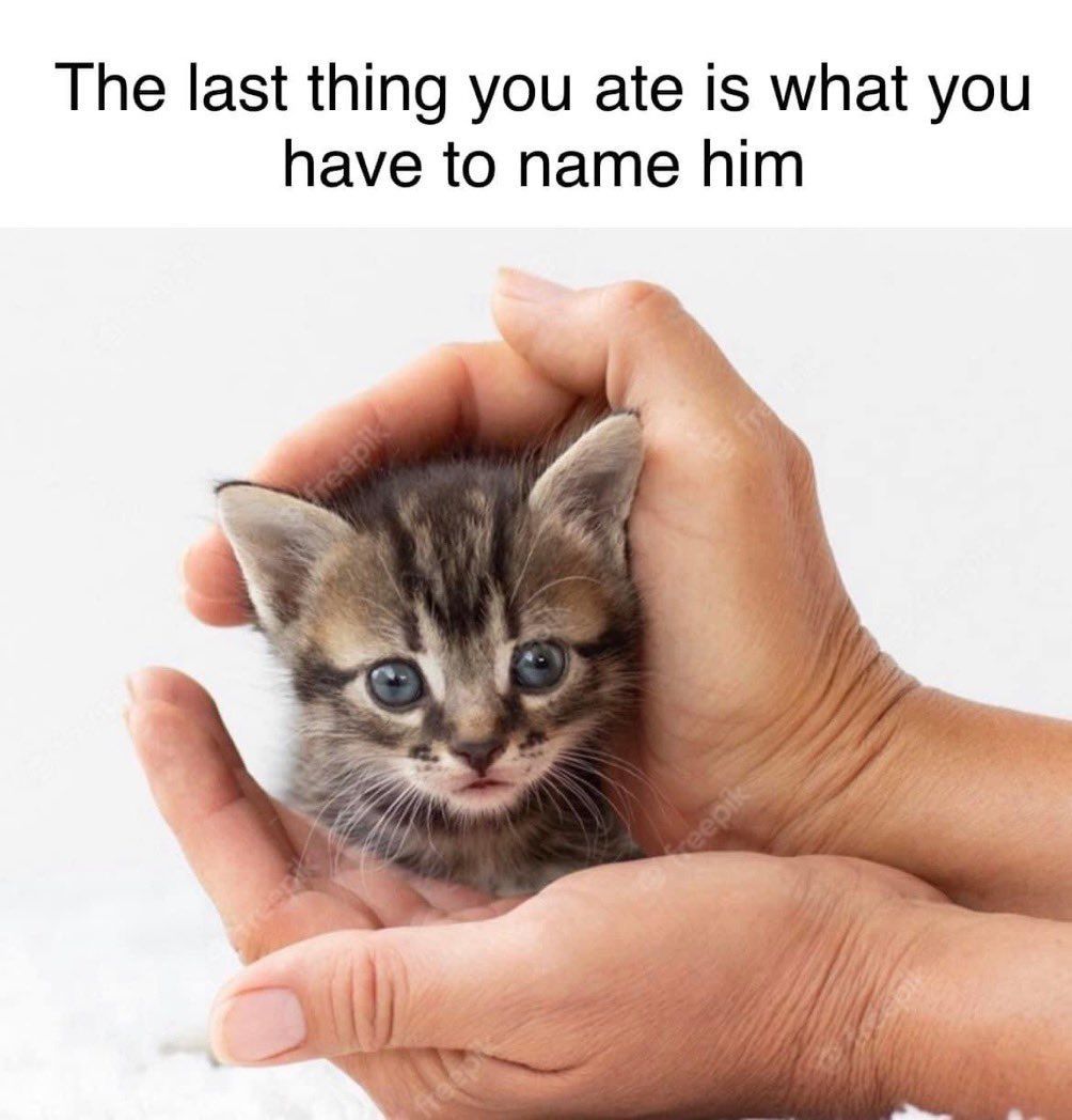 Why you should have a cat tweet media