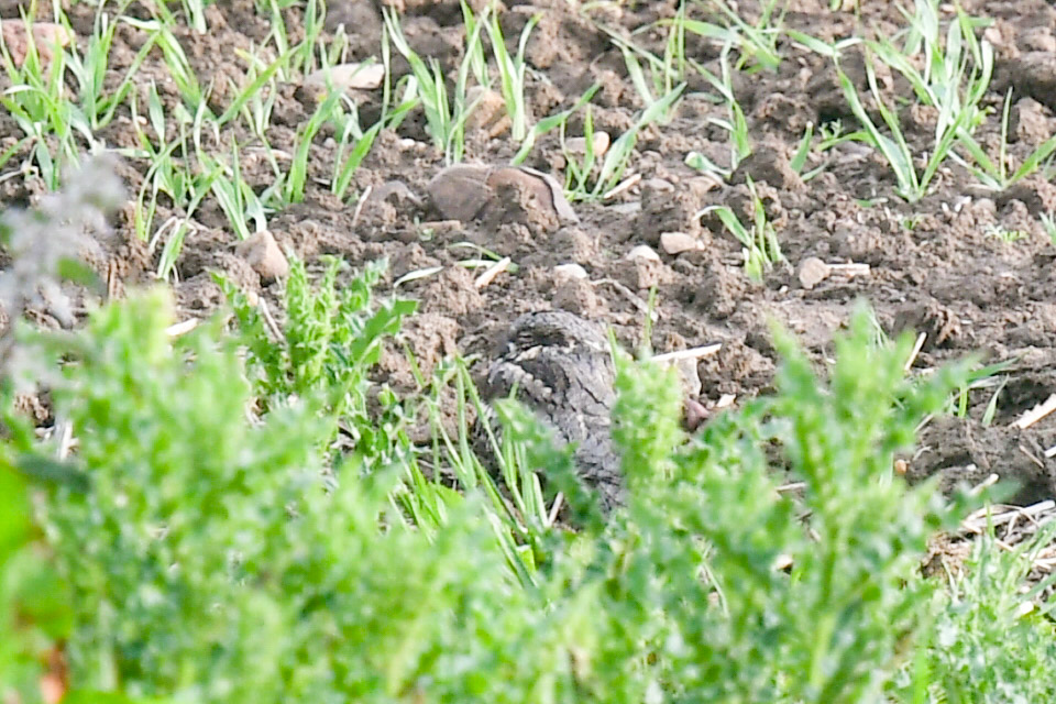 Nightjar presently at @Bempton_Cliffs . @FlamboroughBird @YCNature @RareBirdAlertUK @BirdGuides