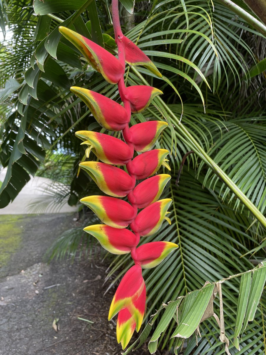 #FlowerReport heliconia happiness #Waimanalo #Hawaii