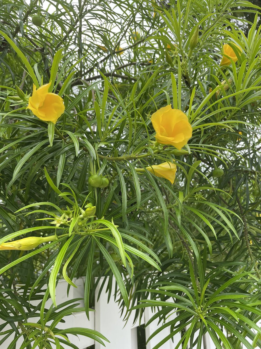 #FlowerReport yellow oleander buzzing with bees #Kailua #Hawaii 🐝