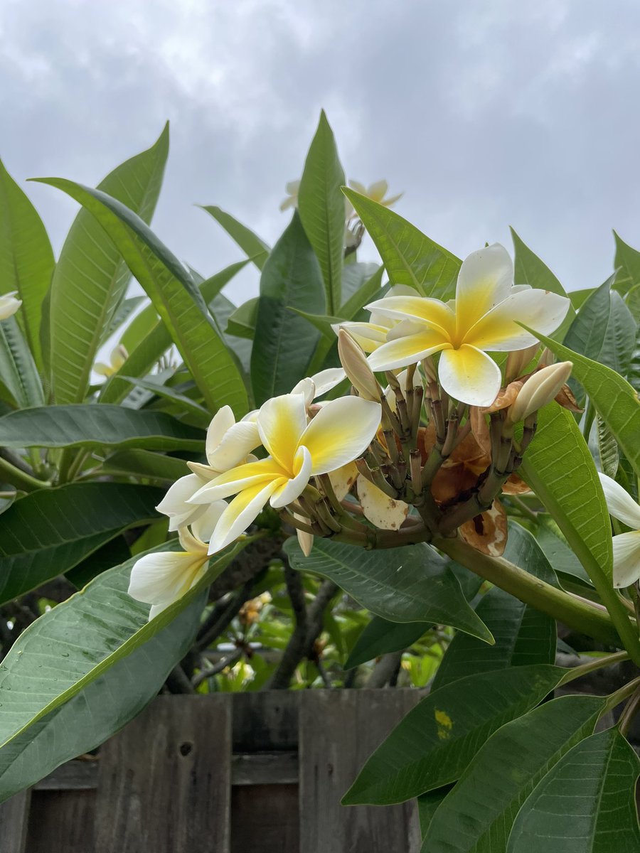 #FlowerReport suburban hibiscus & plumeria #Kailua #Hawaii