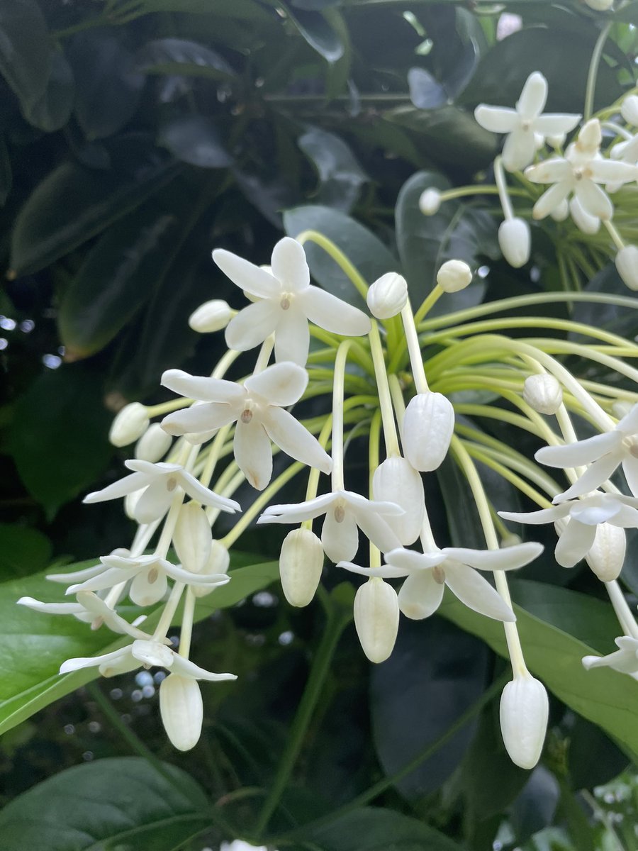 #FlowerReport needle flower tree #Kaneohe #Hawaii