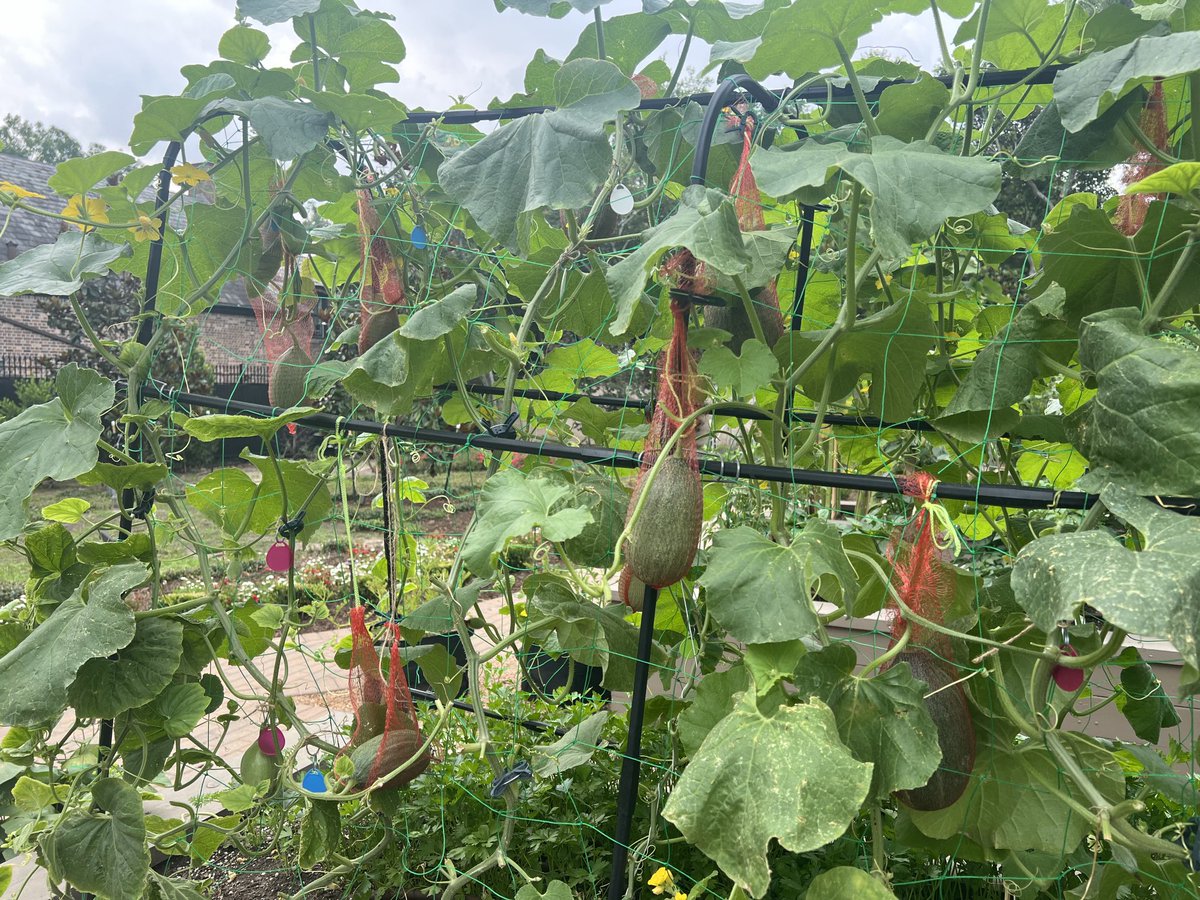 Renu Khator tweet media