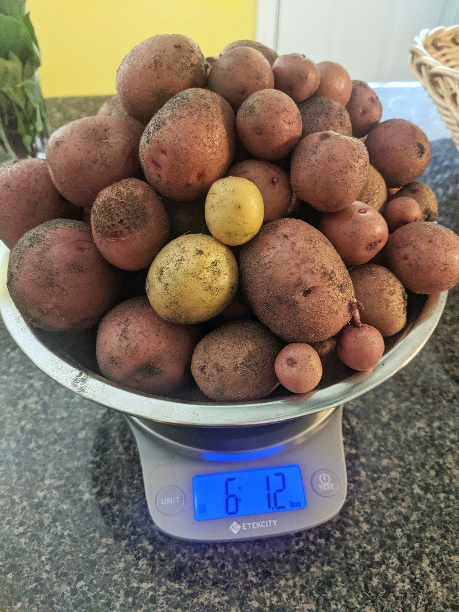 Dandystead's tweet photo. Not a shabby potato harvest for being planted late in the season!! https://t.co/AfJBoPkmzV