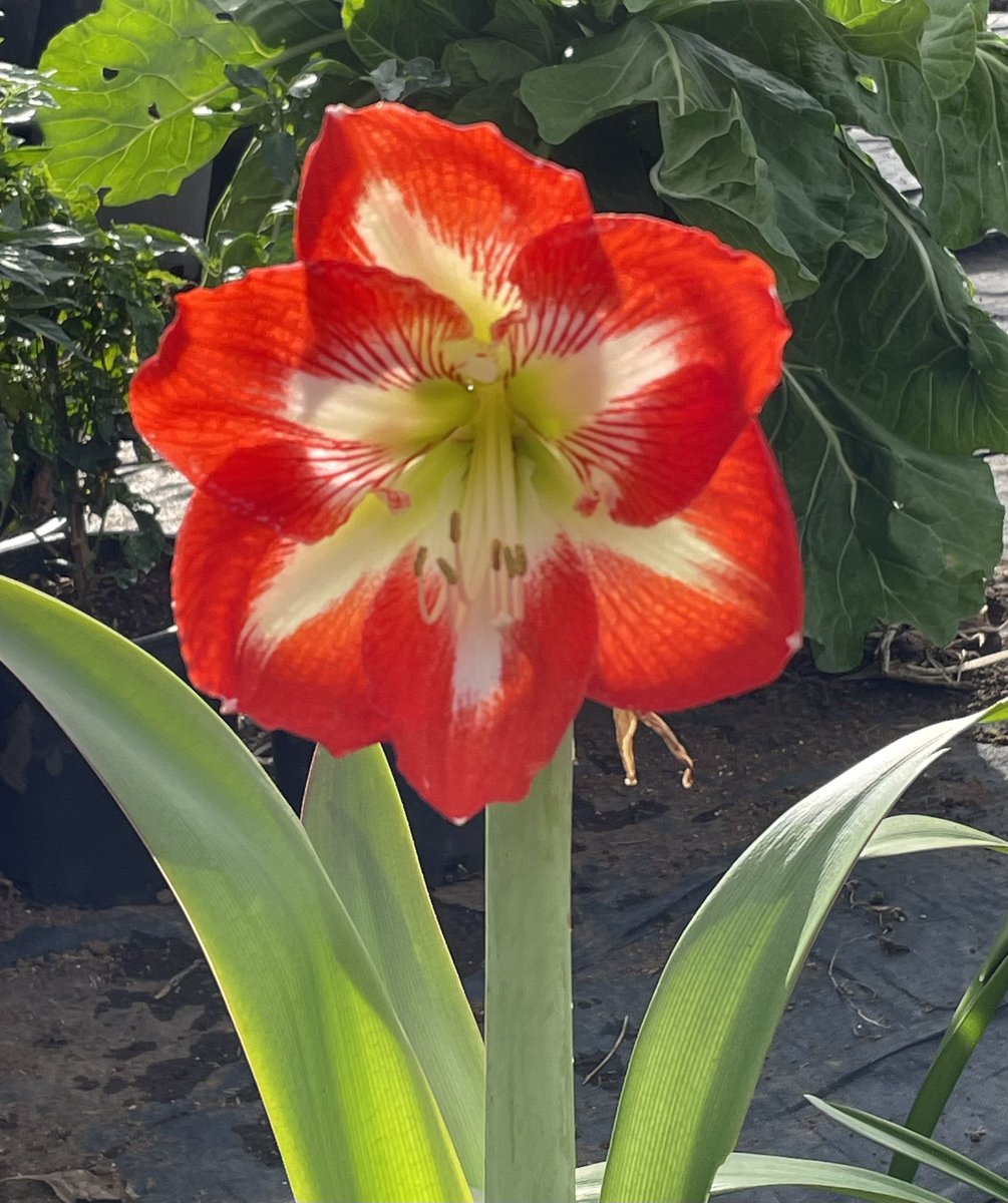 #FlowerReport yesterday’s evening amaryllis waves good morning to all the Flower Reporters - have a peaceful weekend #Hilo #Hawaii