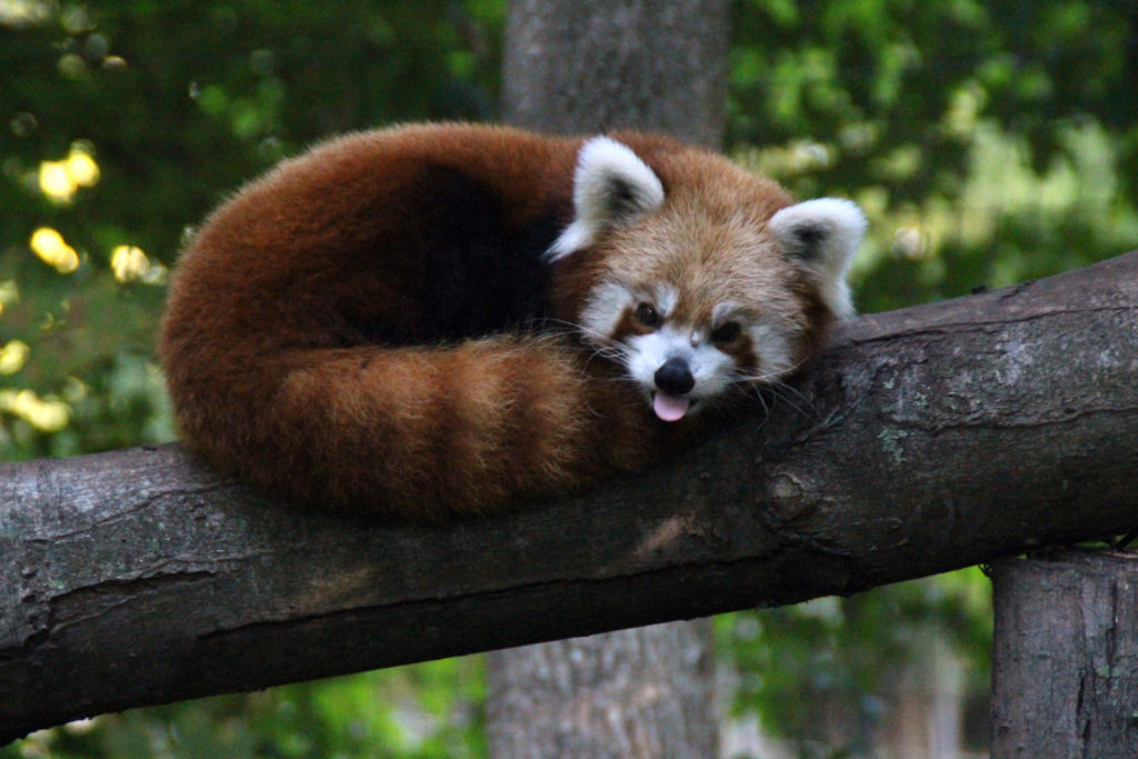 Red Panda Every Hour! (@RedPandaEveryHr) on Twitter photo 2024-05-26 18:46:48