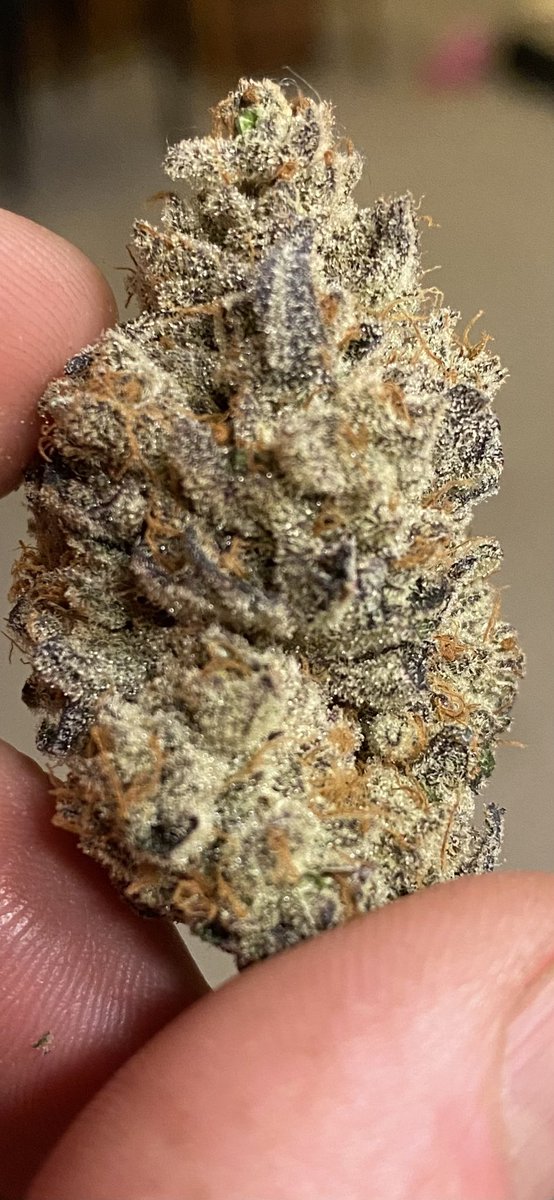 Some #girlscoutcookies i grew about 2 ya was stupid good, crazy trichomes,  i still have seeds of this i may have to revisit this one in the near future.