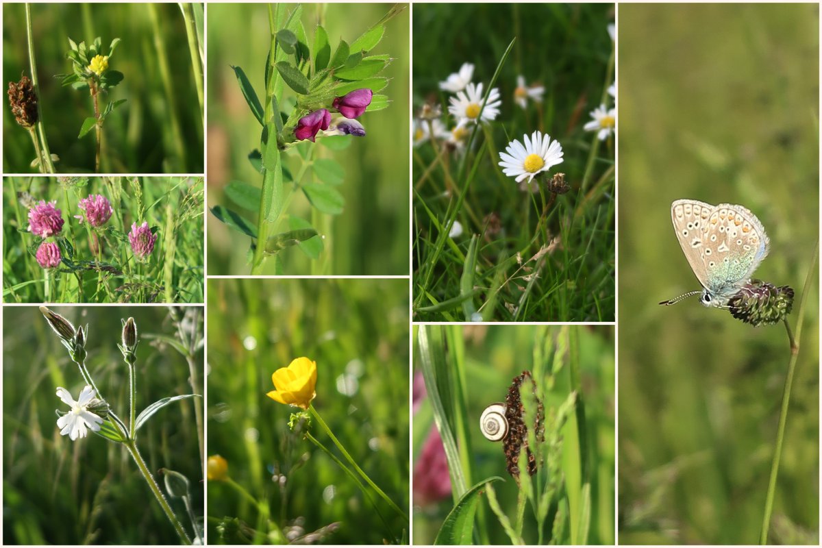 Just popped out between the showers to look for #LawnFlowers for #WildFlowerHour on the verge next to the village hall.  The Parish Council agreed to #NoMowMay but in a few days the strimmers and mowers will return.