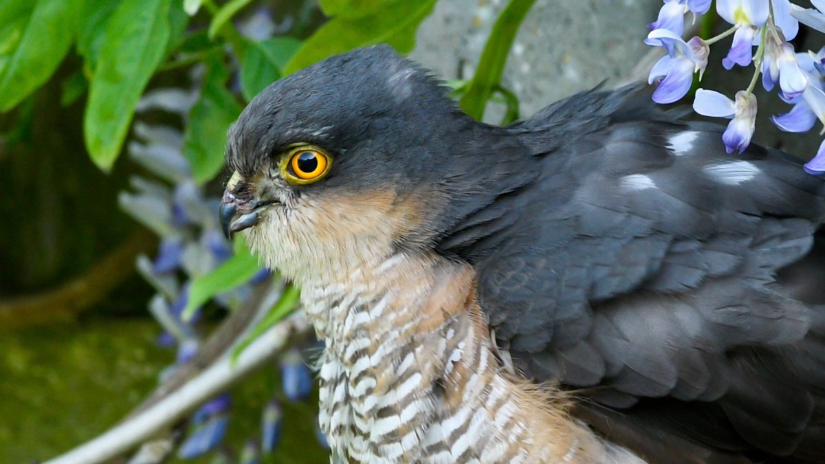 Another shot of the #sparrowhawk that was recently in my garden. I was thrilled that I was able to photograph it. I was hiding behind a curtain clicking away and, thankfully, unseen.   

#TwitterNatureCommunity #BirdsofTwitter #nature #birdtwitter #birdsofprey #raptors