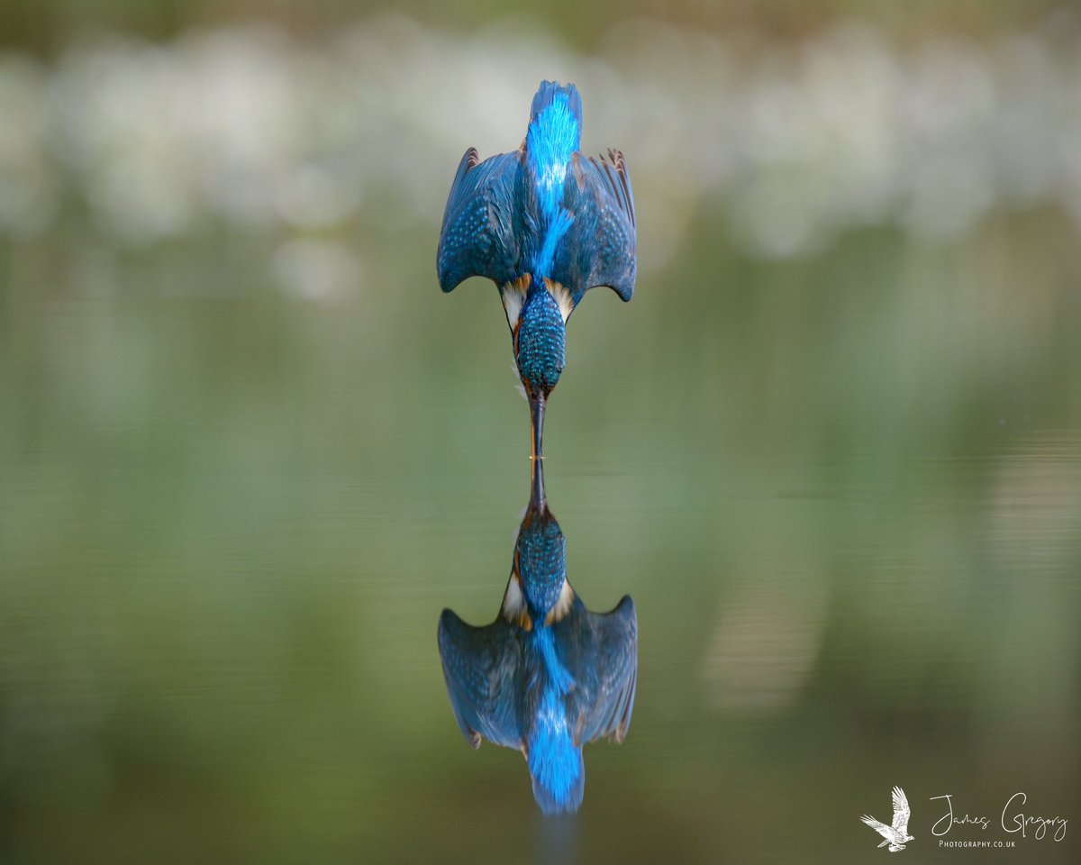 ‘Moment of Impact’ - Kingfisher #SonyAlpha #BirdsSeenIn2024 #thebritishwildlife #TwitterNatureCommunity #wildlifephotography #naturephotography @Natures_Voice