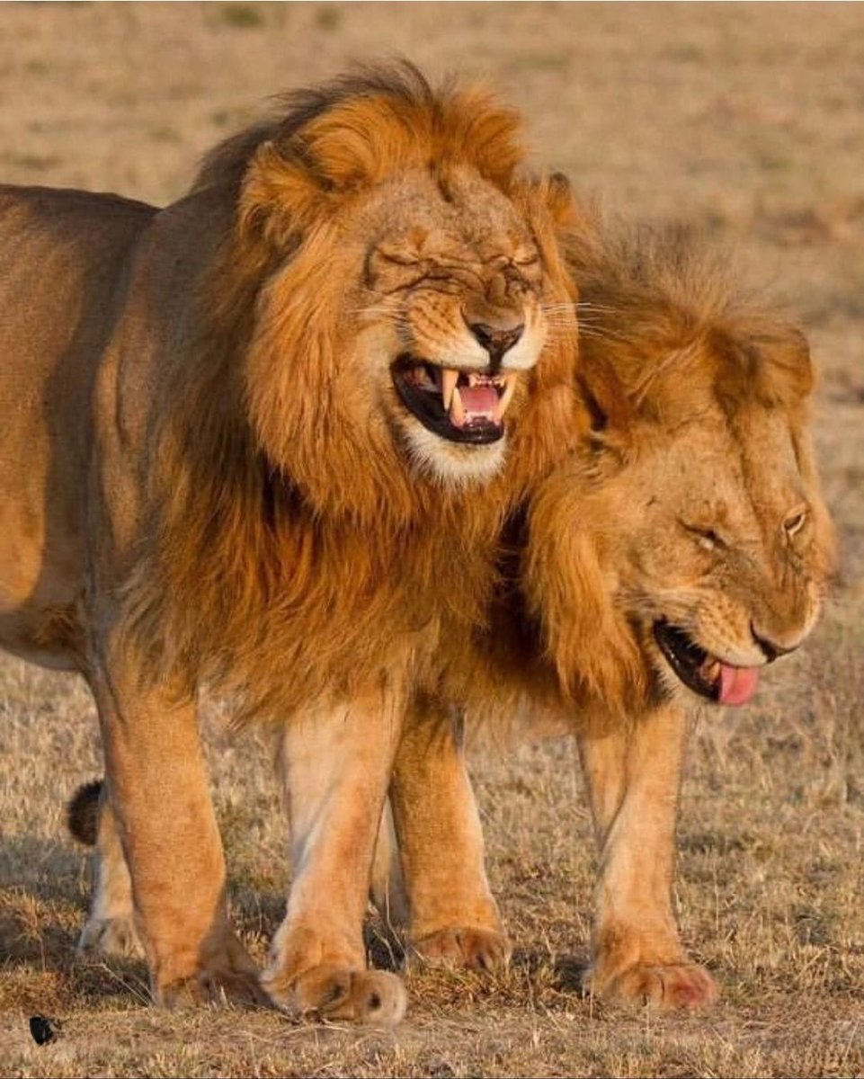 2024 TÜRKİYE SÜPER LİG ŞAMPİYONU GALATASARAY SPOR KLÜBÜMÜZÜ YÜREKTEN KUTLARIM,EMEĞİ GEÇEN BAŞTA KAPTAN FERNANDO MUSLERA OLMAK ÜZERE TÜM EMEK VERENLERE TEŞEKKÜRLER.🏆🏆🏆🏆🏆🏆❤️🧡❤️🧡