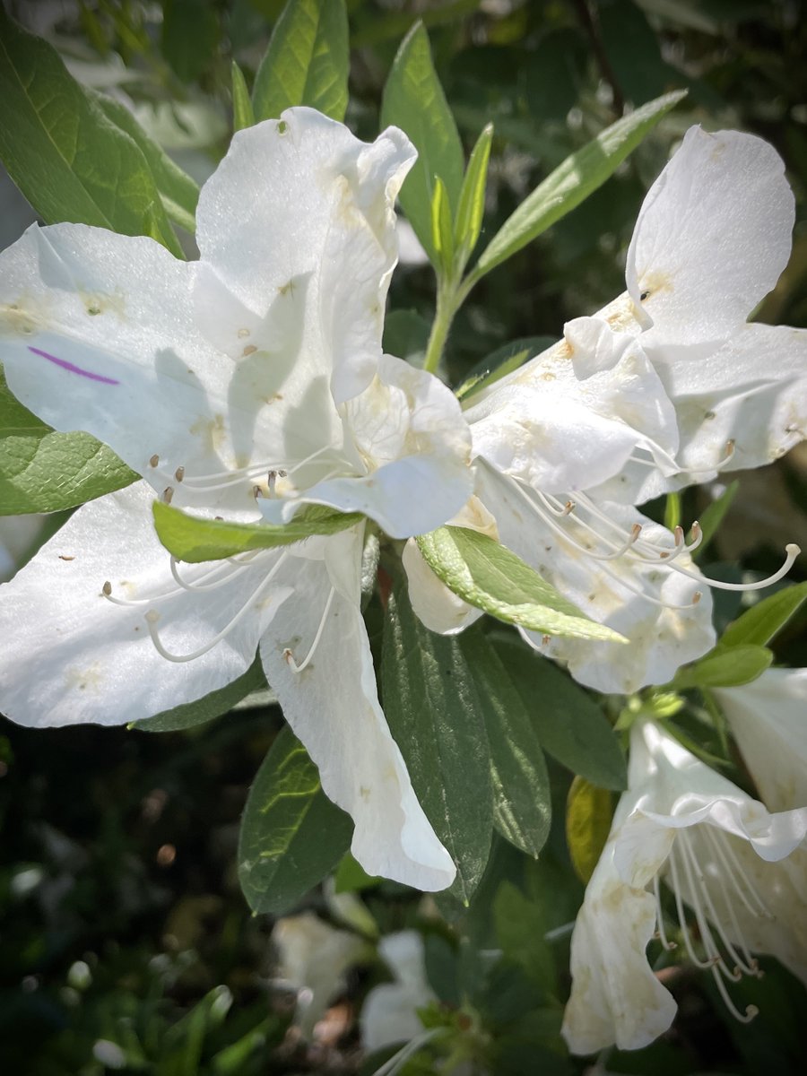 So hard to capture … “That something that makes us special. The thing, that we need, to find out who we are & what we will become” ~ from La Cocinera de Castamar #FlowerReport #TakeThisMoment