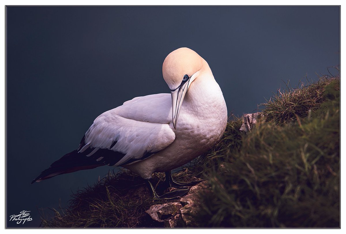 'Northern Gannet' looking glorious bathed in sunlight  @Bempton_Cliffs @Natures_Voice 

#ShareMondays2024 #FSPrintMonday #WexMondays #TwitterNatureCommunity #Birds #Nature #WildlifePhotography #BBCSpringWatch #ThePhotoHour