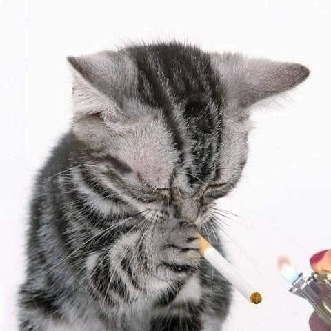 cigarrotwt🚬 (@cigarrotwt) on Twitter photo 