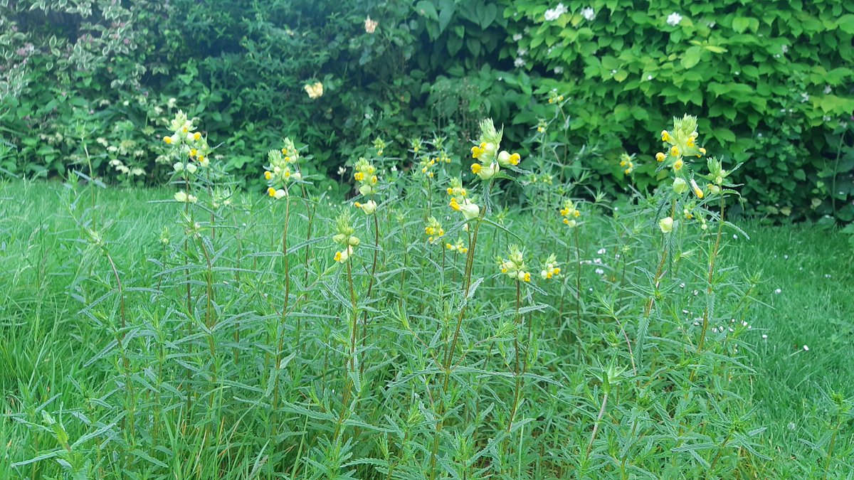 A section of my garden lawn with abundant Yellowrattle for the @wildflower_hour weekly challenge #LawnFlowers @Love_plants @LoveLincsPlants @LincsNaturalist @LincsWildlife #NoMowSummer