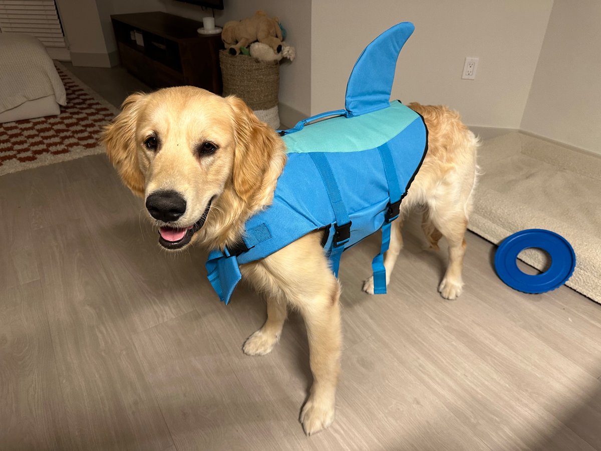 Jaws is ready to go swimming today 🦈