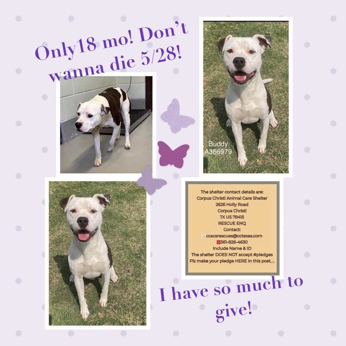 🆘⏰ is ticking…‼️ How can we let precious BUDDY #A366979 die⁉️ Only 18 mo old! Just starting his life & now KILL “Shelter” Corpus Christi ACS has decided 2 take it💉Tuesday‼️ 👩🏻‍🤝‍👨🏽 friendly All he needs is ❤️! PLEDGE NOW Tag 4 #RESCUE #FOSTER #ADOPT BEFORE IT’S TOO LATE FOR HIM!