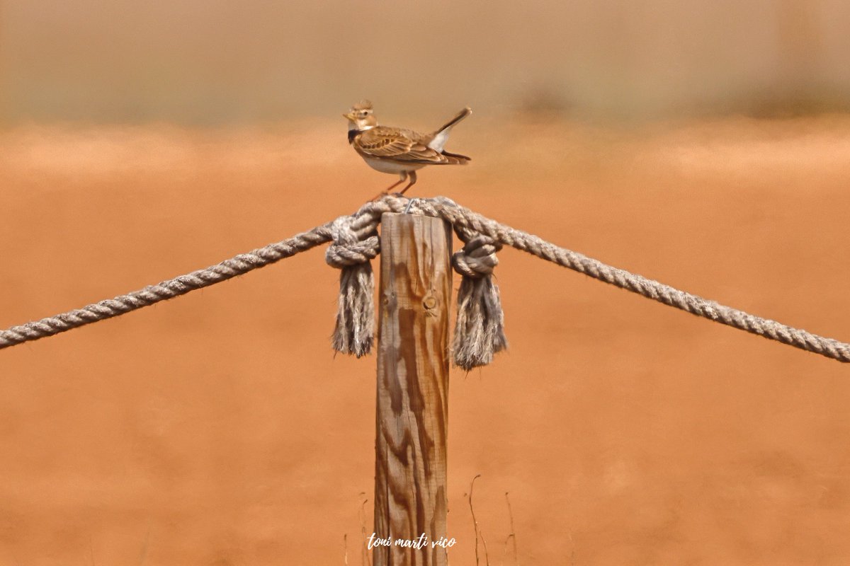 tonimartivico's tweet photo. Aquest ocellet amb collar negre és la Calàndria.
És un espectacle veure-la per que volant arriba a imitar fins a 35 cants diferents segons els entesos.
Necessiten espais naturals o terres de guaret (barbecho) i són en regressió.
#calandria #melanocoryphacalandra #ocellsdelleida https://t.co/yM7tmNVf4a