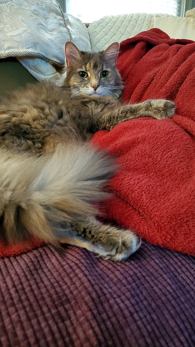 MissPuskar's tweet photo. Blanket fresh from the dryer! Sasha looks especially fluffy in this. 🥰
#cats #diva #superfluff #CatsOfTwitter #AdoptDontShop 
❤️🐾🌻 https://t.co/RW5xg7eucH