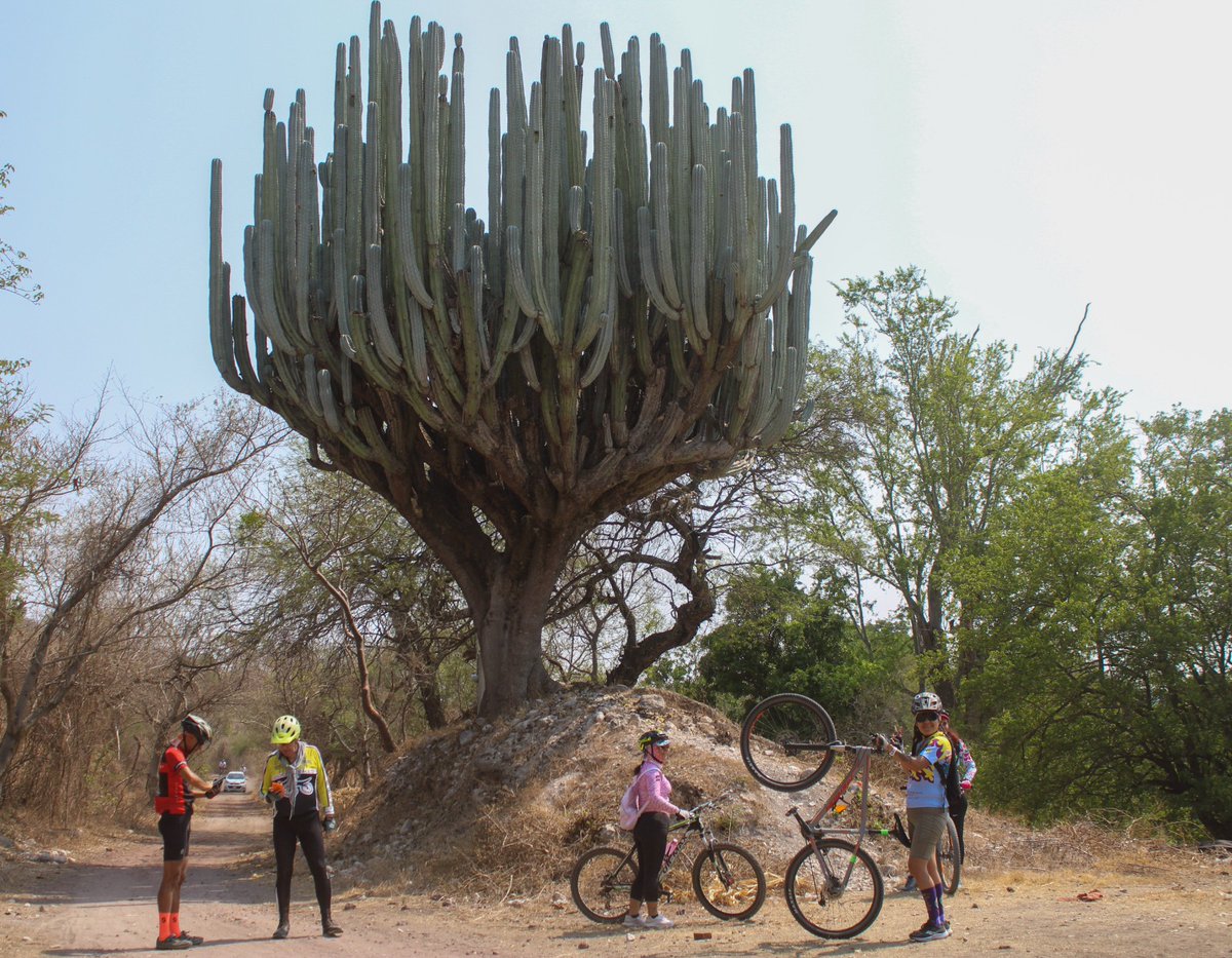 Invita SDS a participar en la 5ta rodada ciclista 'por la conservación de nuestros ecosistemas' facebook.com/share/p/tWJVDW…