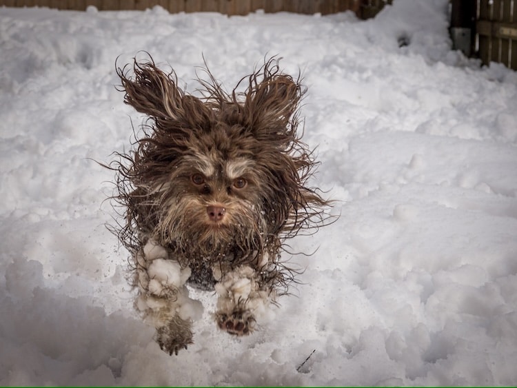 Funny Finalists of the 2024 Comedy Pet Photography Awards mymodernmet.com/2024-comedy-pe… #Animals #PhotoContest