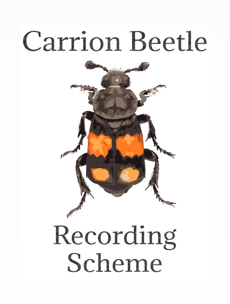Carrion Beetle Recording Scheme (@SilphidaeUk) / Posts / X
