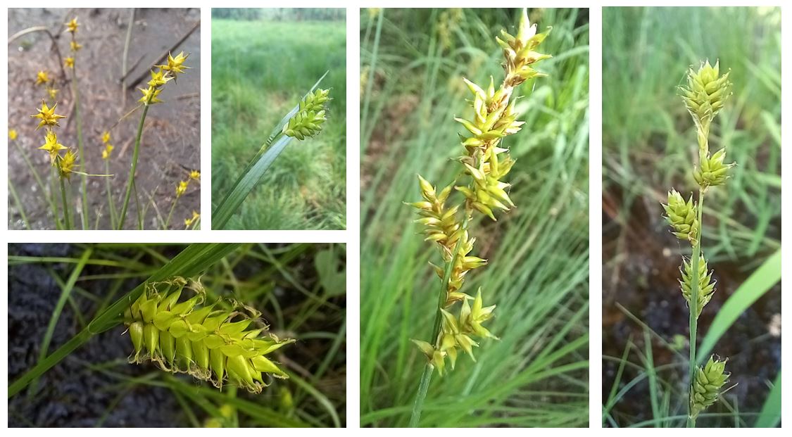 Treebeard_793's tweet image. #Sedges can at times seem to be a little underrepresented on the wonderful #WildflowerHour - 
A potential future challenge?
Anyway, here's a few highlights from Hay Bridge in #Cumbria yesterday:
Carex echinata, pallescens, vesicaria, elongata and canescens.