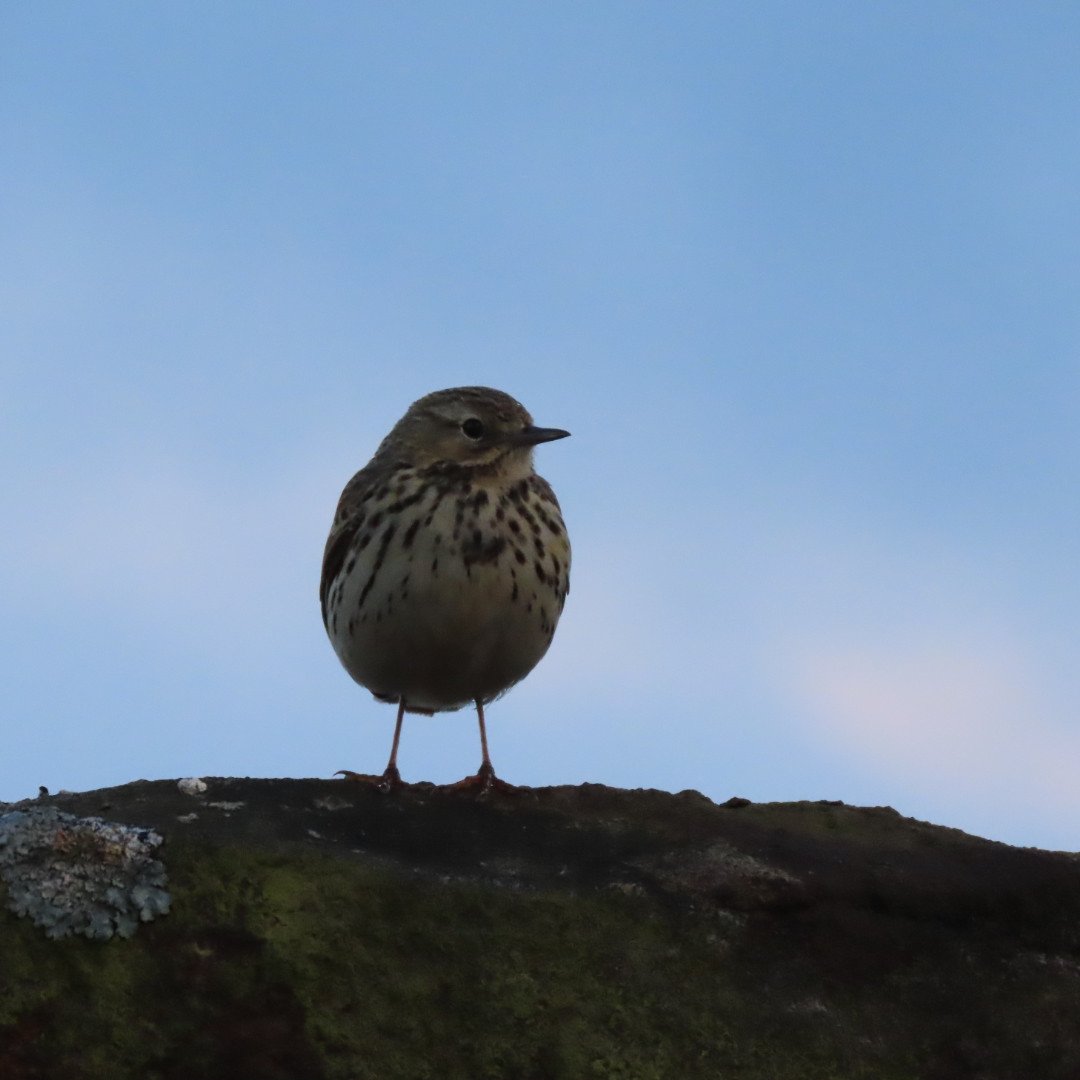 So lucky to live within walking distance of the moors.Love my moorland birds !