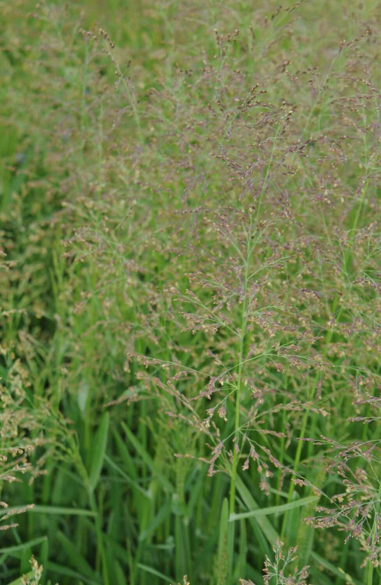 It was worth risking life and wellie in treacherous fetid mud to get close to this beautiful patch of Whorl-grass (Catabrosa aquatica) at Pilch Fields SSSI. I won’t mention the equally beautiful patch I found in a much safer spot afterwards… #wildflowerhour #Buckinghamshire