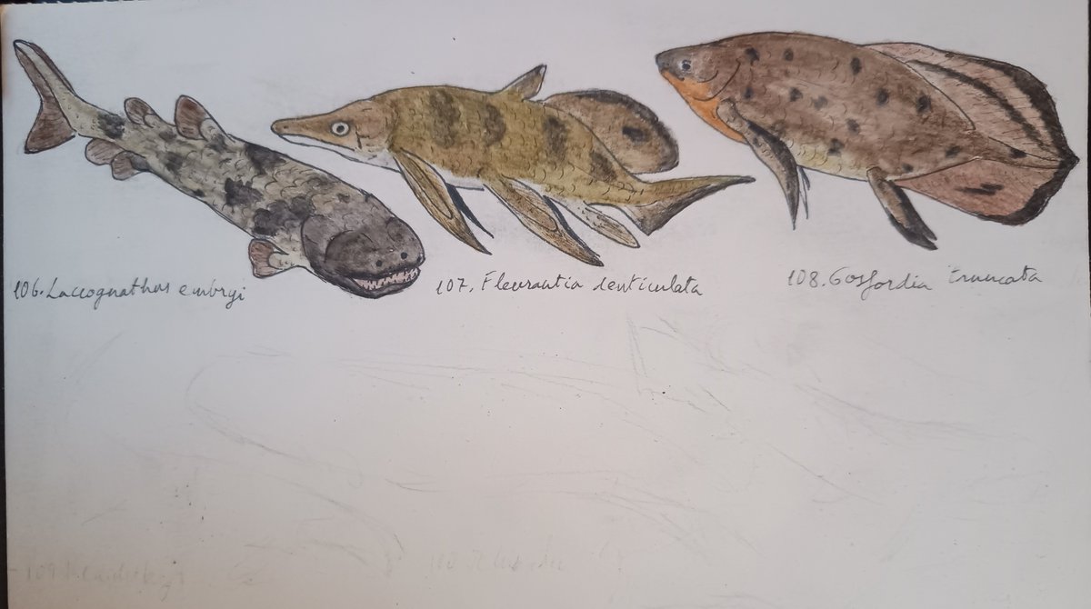 #SundayFishSketch Long time since the last update, but finally we start with the last page! Today it's the turn of dipnomorphs: Laccognathus and the lungfishes Fleurantia and Gosfordia