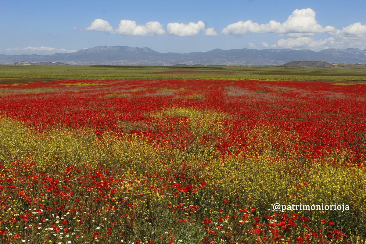 La explosión multicolor de nuestros campos en primavera. 
Tierras y paisajes de Valpierre en el mes de mayo.
💚💛♥️🌄✨