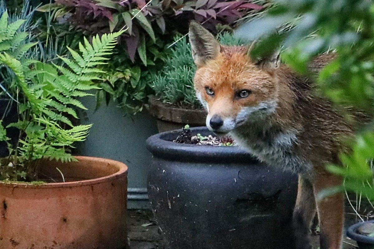 Evening visitor in a Sheffield garden. #FoxOfTheDay
