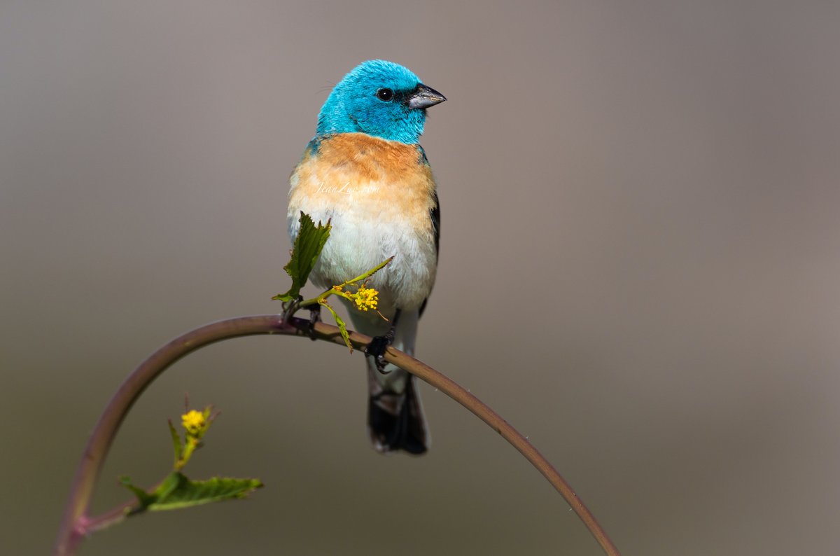 May Day in Northern California - Lazuli Buntings everywhere. #birdartwork #BirdTwitter #birdlovers #Birdeye #mayday2024 #spring2024 #PhotoGallery #PhotoGallery #wildlife #LazuliBunting