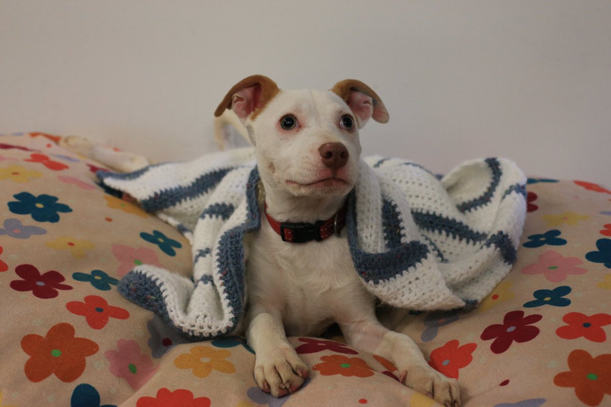 *Please share to keep animals warm this winter The Lost Dogs’ Home is calling on everyone who is an animal lover to get behind the 2024 Big Blankie Drive! The annual call out for blankets to keep our animals warm and snug is now on, and the Home is hoping the community will get