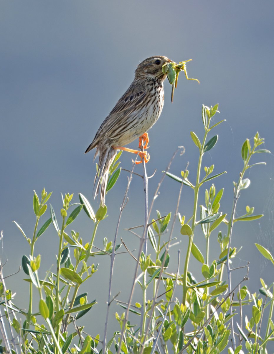 Corn Bunting with a beak full. Menorca