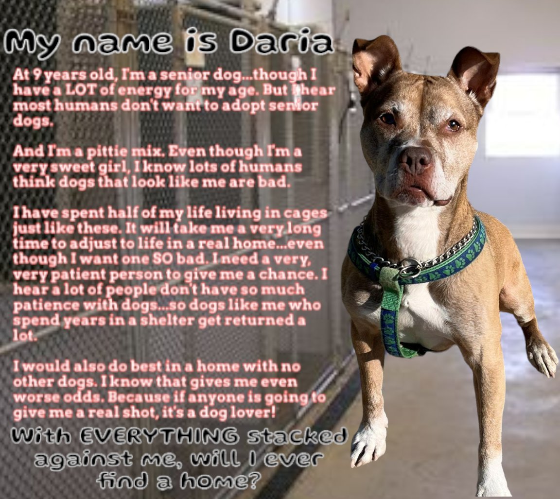 9yo Daria has spent nearly 5 YRS waiting for a home in a small Long Island municipal shelter that doesn't have the resources to get her seen.
WE NEED TO GET HER SEEN
She will die in that shelter without our help
PLS share Daria far and wide
#rescuedismyfavoritebreed #adoptlove