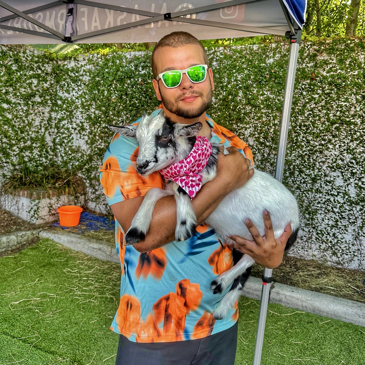 TuckBeck's tweet image. Screaming! Crying! Throwing up! I got to play with baby goats today at Milk Mart! ❤️
.
AlaskaFarmsOrlando.com are the real Goat (literally) 🐐 
.
#MilkDistrict #AlaskaFarmsOrlando
#OrlandoFlorida #TheMilkDistrict
#Goats #BabyGoats #GoatYoga
#MilkMart #MilkMartOrlando 🐮