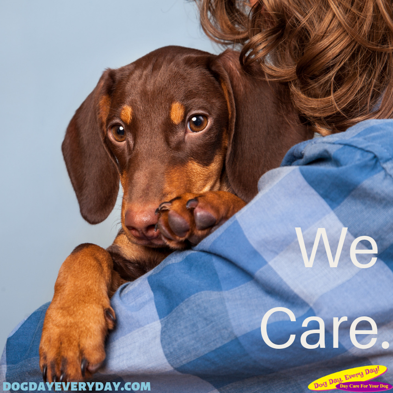 DogDayEveryDay's tweet photo. Upon arrival at Dog Day, a caregiver welcomes each dog and parent and obtains any special instructions such as lunch, medication or daily needs. https://t.co/u2gDznrEQJ  #WestChesterOH #dogs #DogSpa #DoggieDaycare #WestChesterDogCare https://t.co/DztsTYYUJA