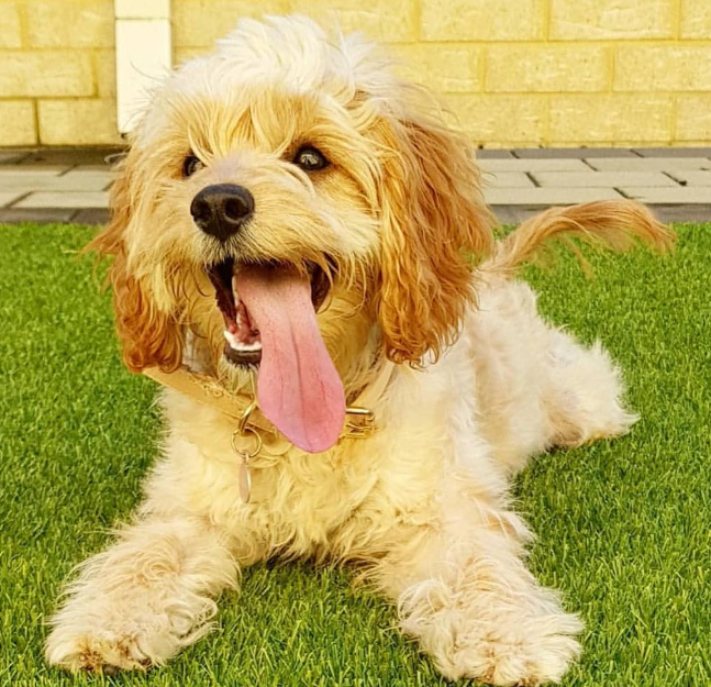 Woohoo it’s Tongue out Monday
👉 amzn.to/43cNsKc
#dogs #ad #pets #adogslife #cutedogs #dogsoftwitter #iloveanimals #petlife #petsoftwitter #cute  #petlovers #dog #DogsOnTwitter #dogtwitter #dogoftheday #pet #petsontwitter #adorable #cute #cuteanimals