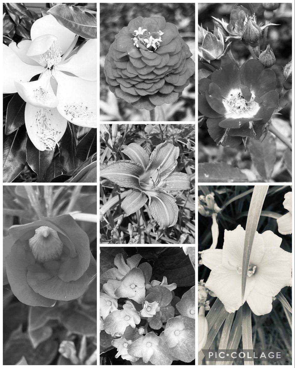 #SevenOnSunday 
#FlowersOnSunday 
🖤🤍🩶

#Flowers #blackandwhitephoto #blackandwhite #FlowersOnX #Flowerpictures #monochrome