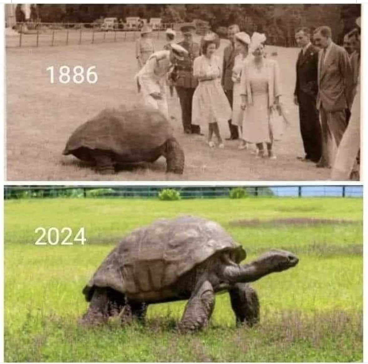 This is Jonathan! He turns 192 yrs old this year. He has lived through 39 POTUS, 2 World Wars, the Russian Revolution and 7 British Monarchs! That makes him the second oldest living creature on earth behind Joe Biden! 🐢🐢🐢🐢🐢🐢🐢🐢🐢🐢🐢
