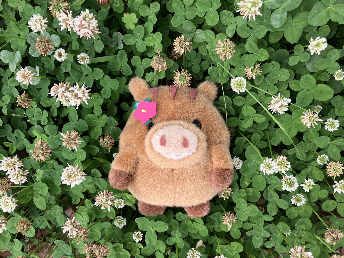 KobeU_Global's tweet image. Can you spot the cloven-hoofed animal amidst the clover in full bloom at #KobeU Rokkodai Campus? 

📷 神戸大学凌霜会（Kobe University @ryosokai)
