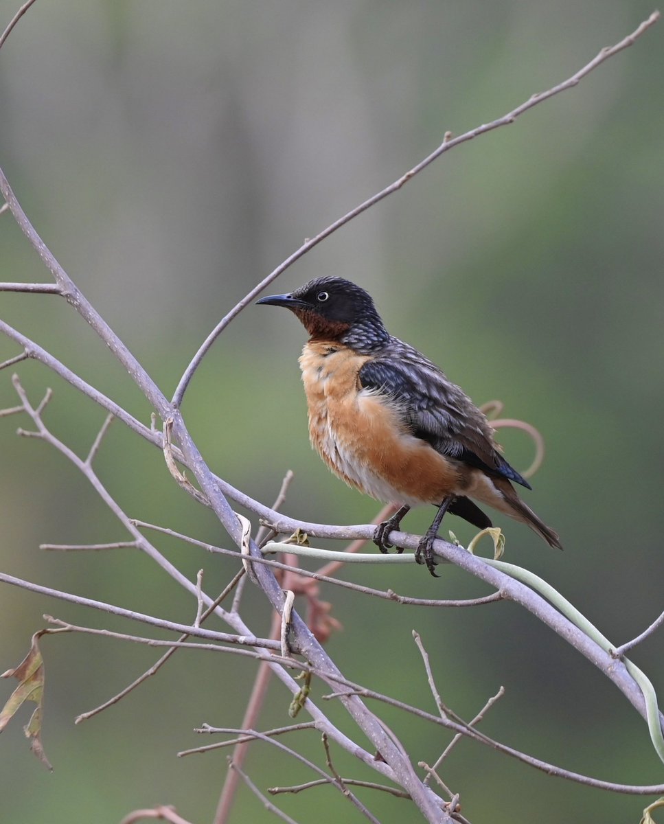 #1525 Spot-winged Starling The white-pale eyes adds greatly to the beauty of this bird. #dailypic #IndiAves #TwitterNatureCommunity #birdwatching #ThePhotoHour #BBCWildlifePOTD #natgeoindia