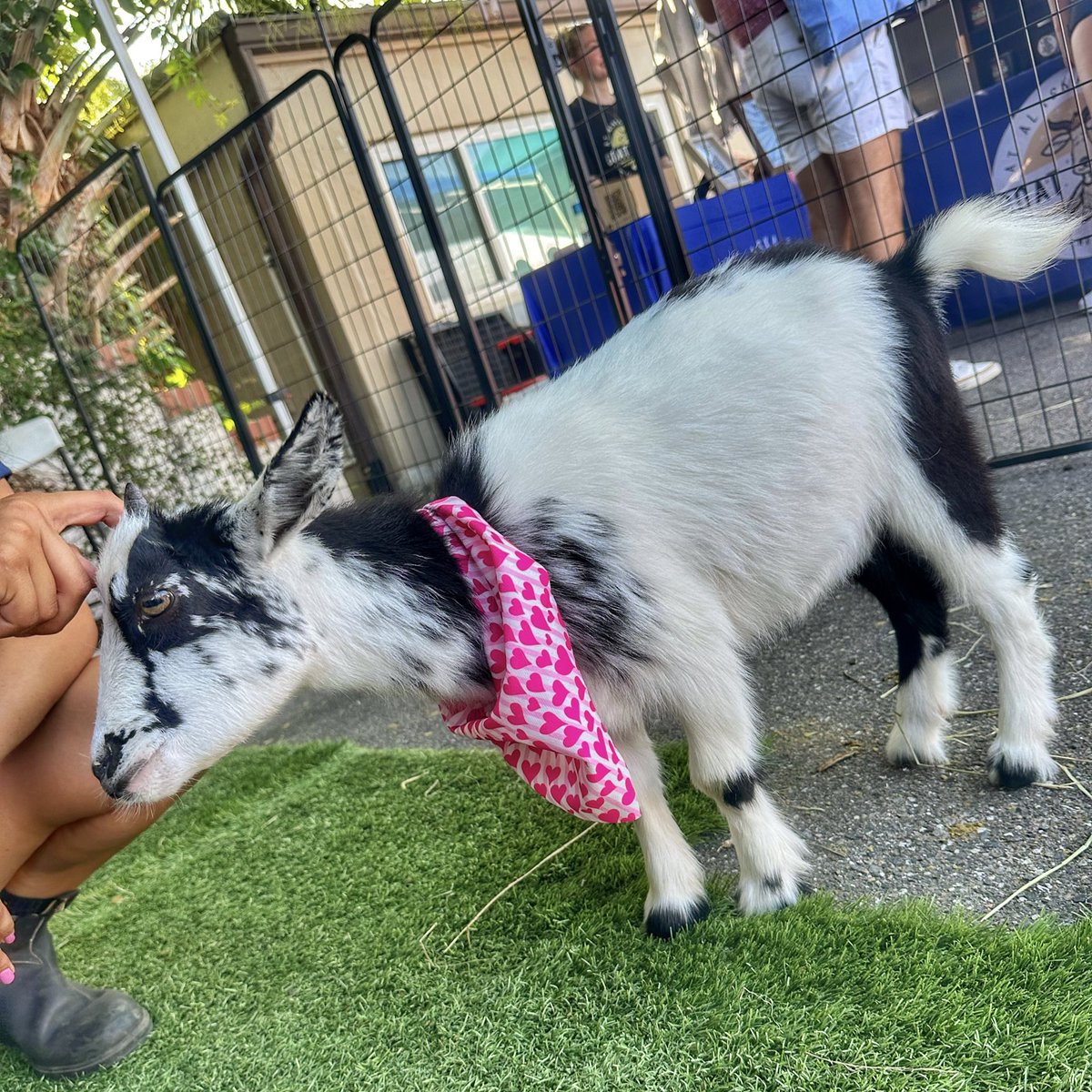 TuckBeck's tweet image. Alaska Farms were by far the real goats of Milk Mart’s Birthday! I can’t believe I got to play with baby goats today! ❤️
.
AlaskaFarmsOrlando.com
.
#MilkDistrict #AlaskaFarmsOrlando
#OrlandoFlorida #TheMilkDistrict
#Goats #BabyGoats #GoatYoga
#MilkMart #MilkMartOrlando 🐮
