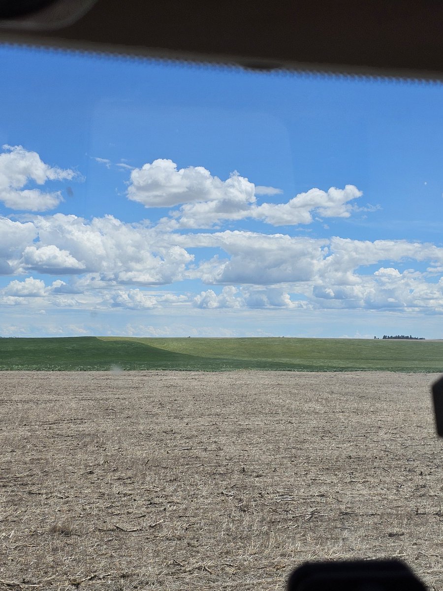 2 different farmers,  2 different varieties of wheat. Amazing how varieties  handle, or don't handle mosaic