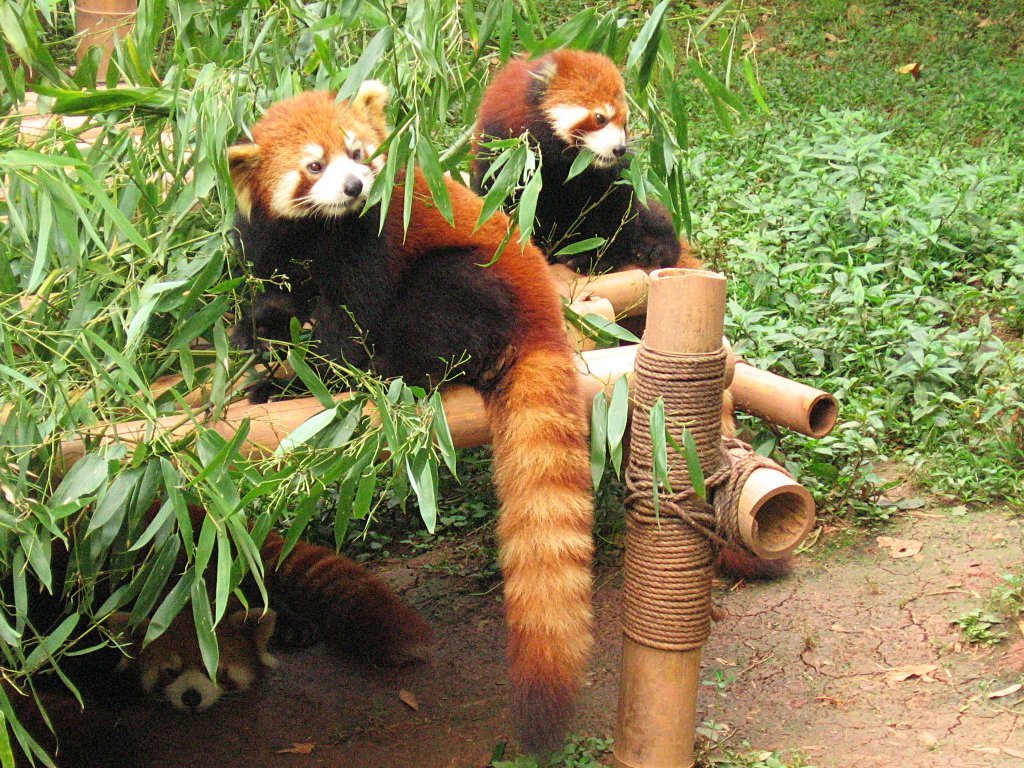 Red Panda Every Hour! (@RedPandaEveryHr) on Twitter photo 2024-05-27 00:46:48